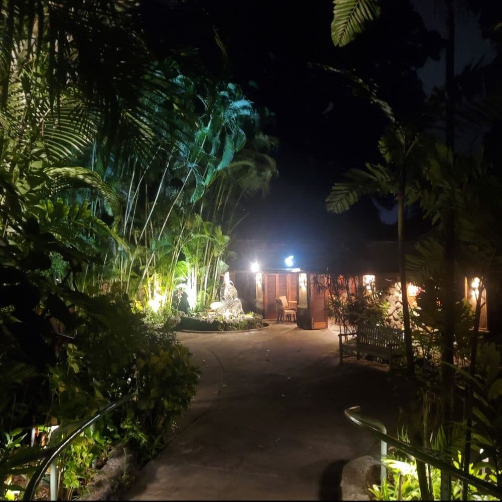 Tropical pathway at night surrounded by lush plants and softly lit by surrounding lights.
